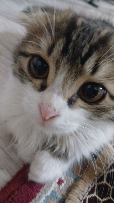 Котёнок,красивый