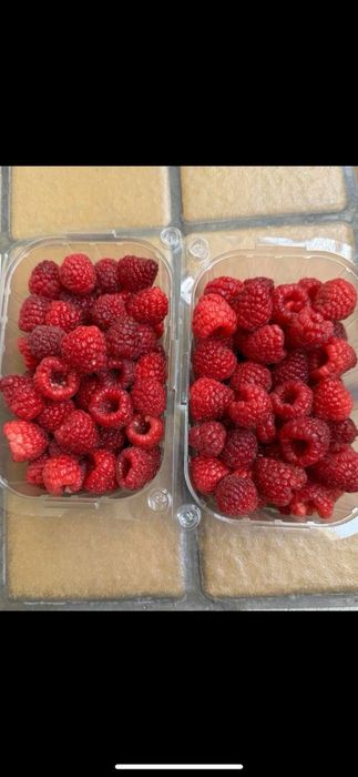 Малина кучатлари  сорт "карамелька"