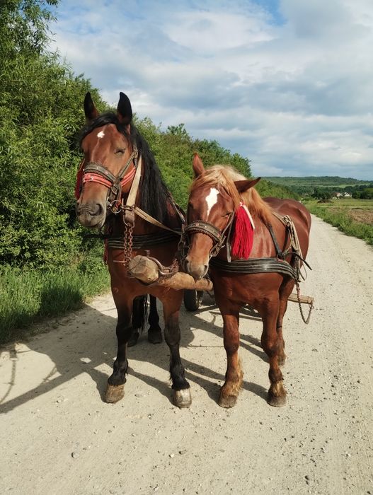 De vanzare iapa de 4 ani cu manz de 1 an sí 6 luni