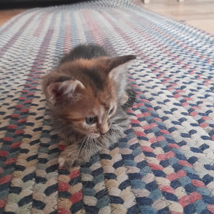 котята бесплатно