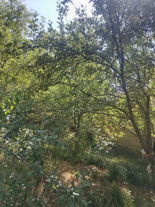 Уй сотилади 15 сутки сув сивт бор