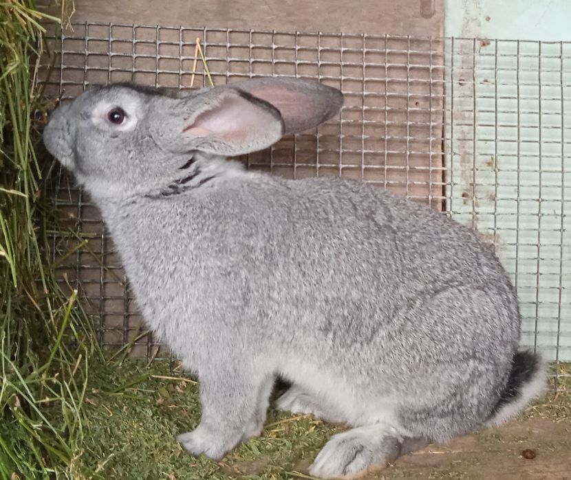Продаются племенные кролики