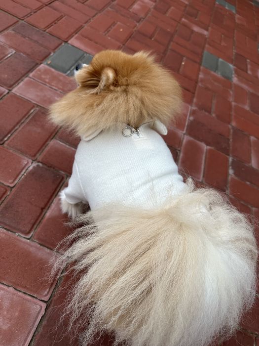 Свитер для собак, ангора