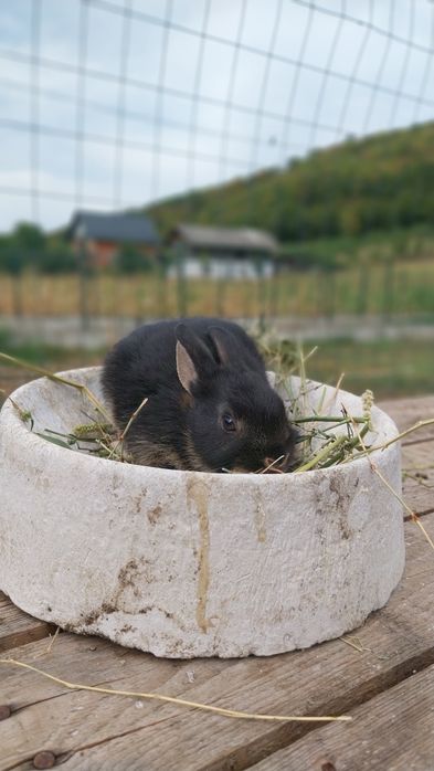 Iepurași de companie