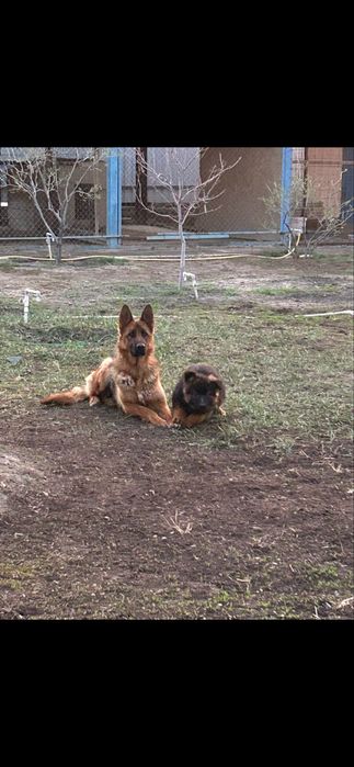 Продается щенок немецкой овчарки(девочка)