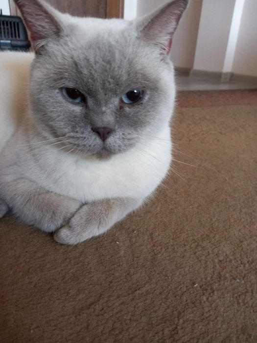 Британска късокосместа