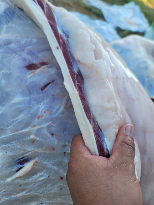 Жылқы еті, қазы, жал жайа