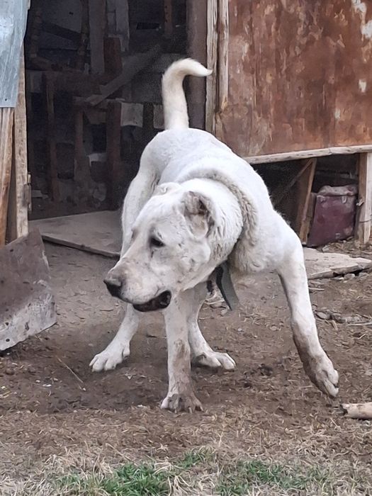 Помесной кушик 9 ай