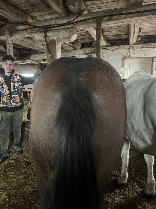 Manza de un an si 2 luni