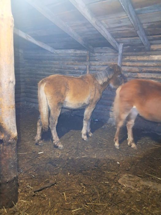 Сатылады обмен жоқ