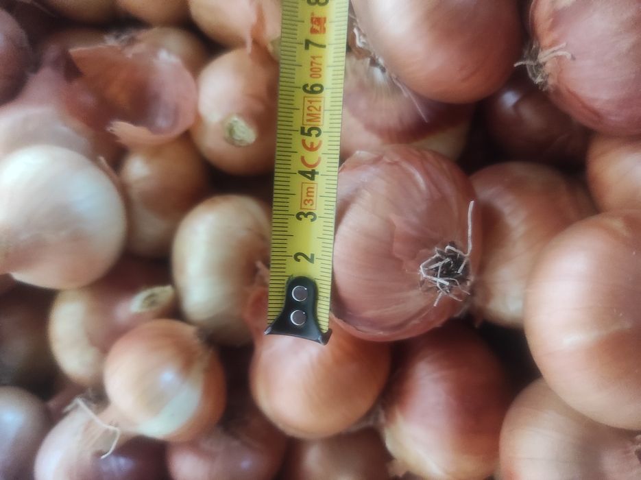 Лук Лясковец/Лясковски 58