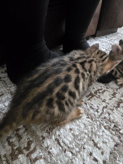 Бенгальские котята