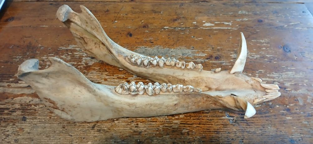 Ловен трофей от глиган