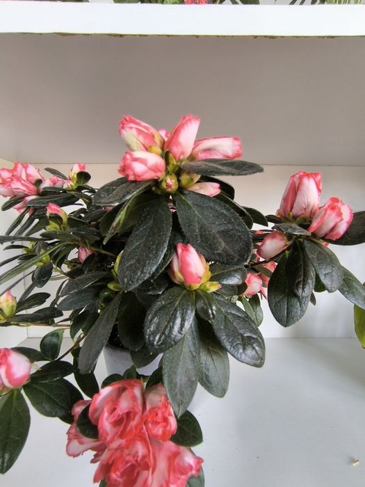 Комнатные растения "Азалия"