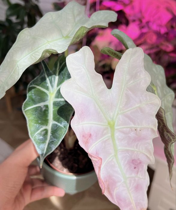 Плоказия поли сплэш