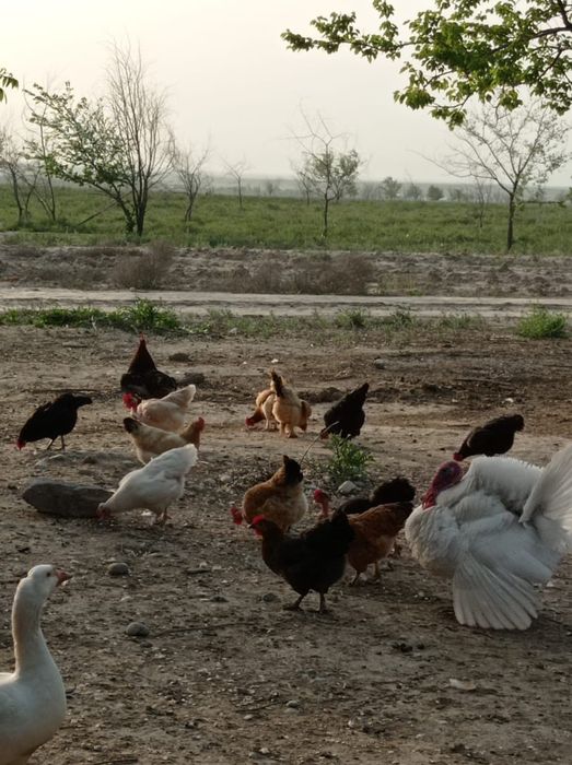 Яйца инкубационные куриные