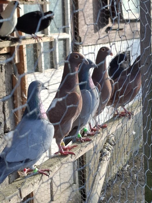 Porumbei pui si maturi