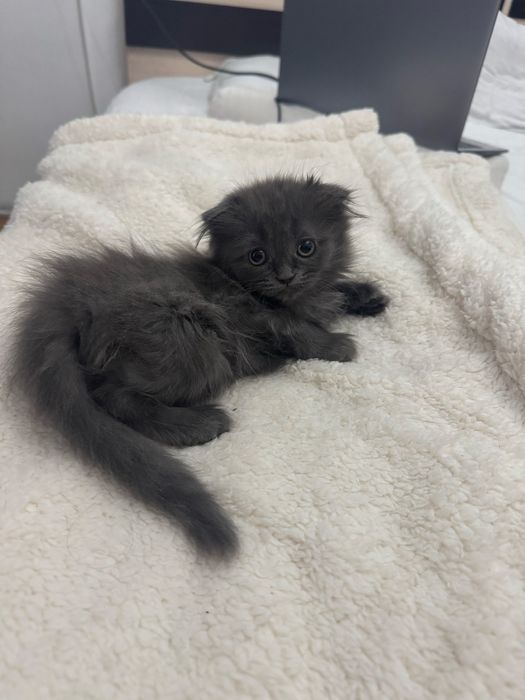 Отдам котенка в добрые руки