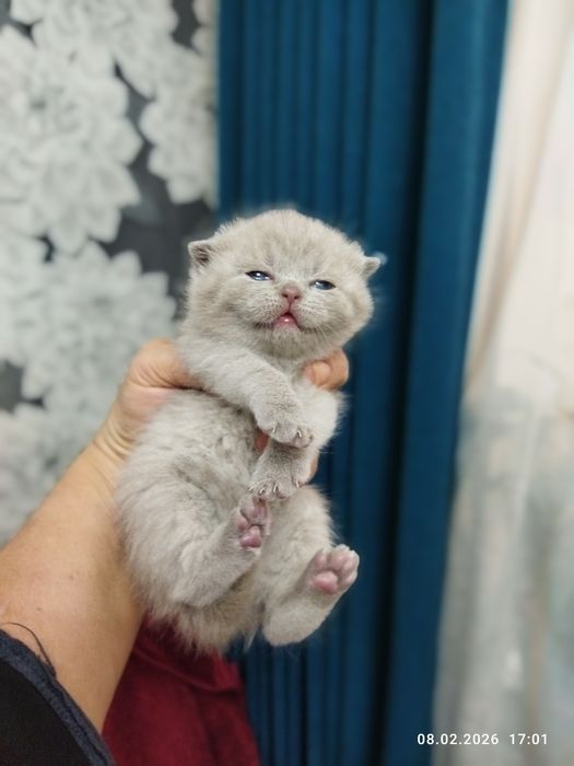 Бронь на шотландских котят