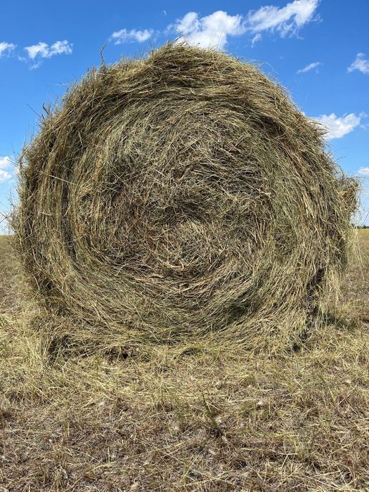 Продам сено свежего покоса