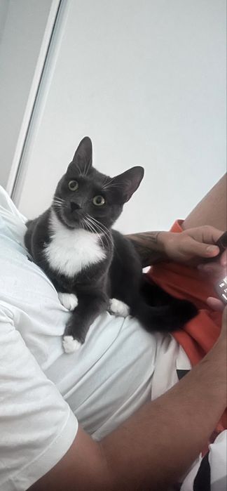 Donez pisica in varsta de un an si trei lui !