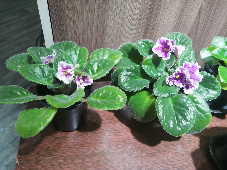 Продам. Фиалка кружевная