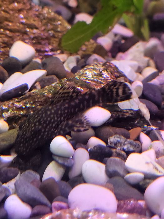 Продам молодняк анциструса