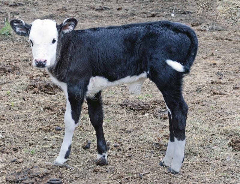 Продам телёнка 10 дней..