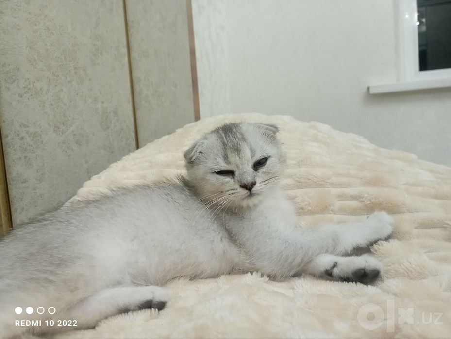 Кошка Шиншилла сотилади
