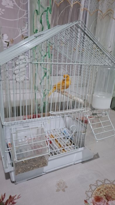 Кенор хорошо поёт