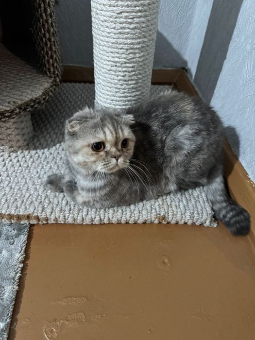 Кошечка шотланка