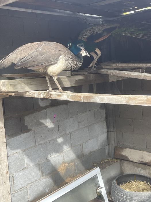 Продам домашные пафлин самка