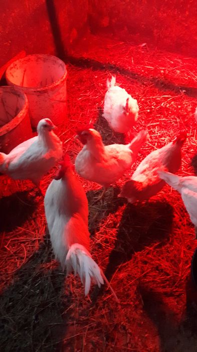 Ouo incubat leghorn  gaini de rasa