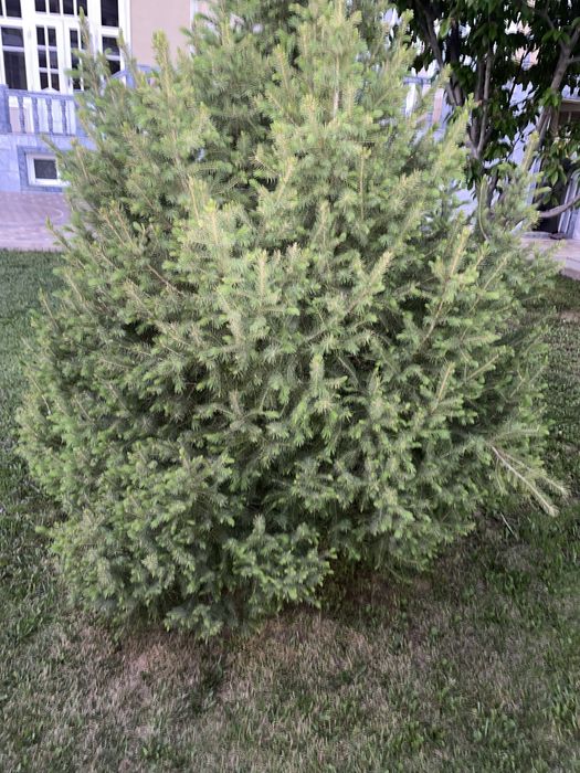 Sotiladi: Haqiqiy bog‘ ko‘rki — Archa!