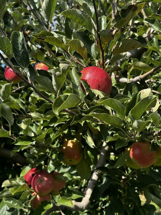 Mere idared de vanzare