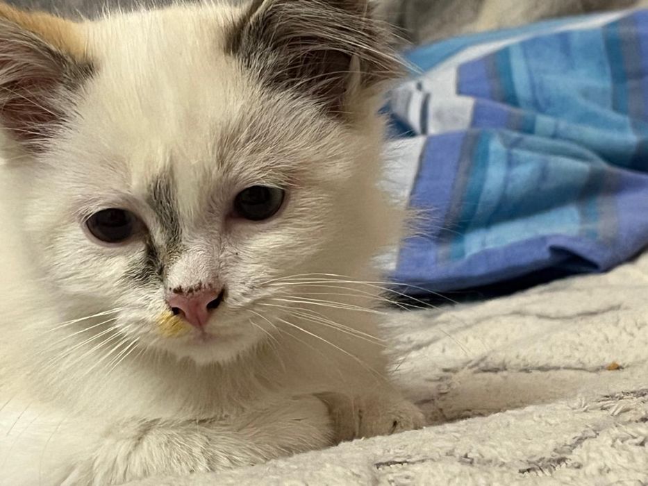 Котята мальчик и девочка