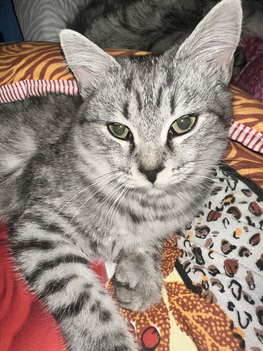 Отдаю в добрые руки