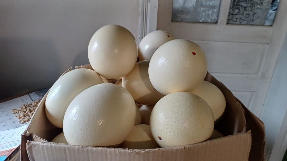 Vînd ouă de struți