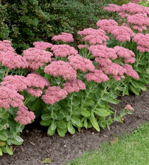 Очиток цветы садовые