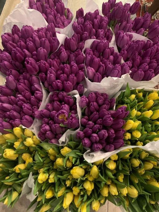 Тюльпвны оптом г.Алматы