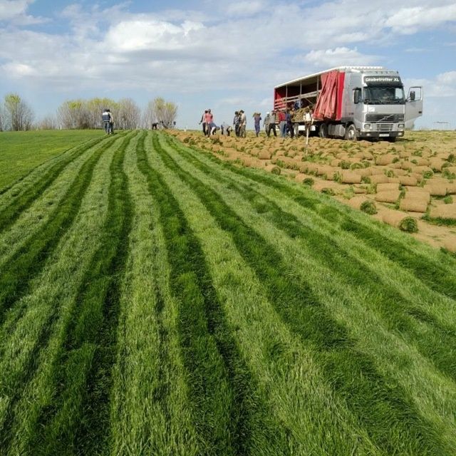 Газон рулонный и семена оптом.Цена за рулон*