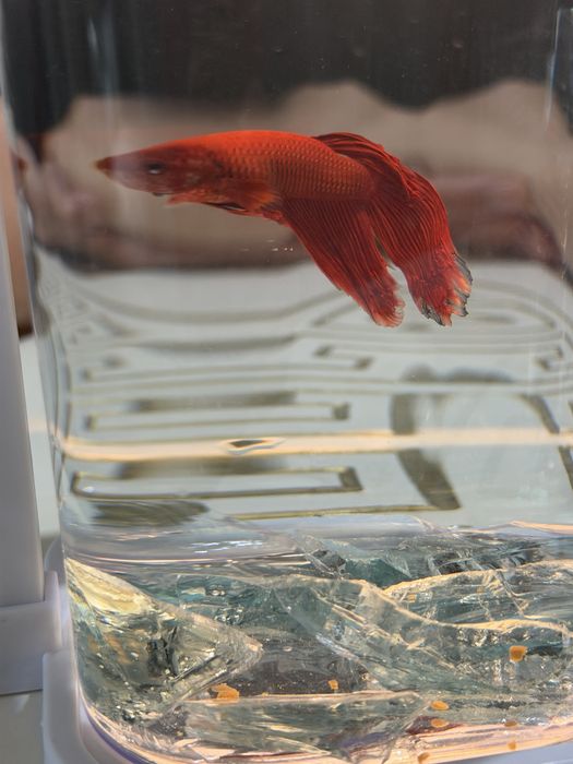 Қызыл әдемі аквариум балығы (Betta)