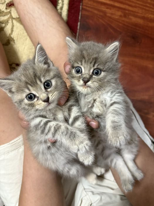 Британские котенки
