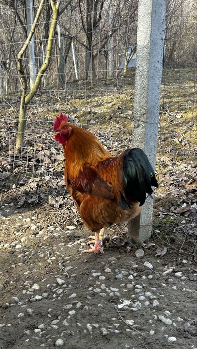 Cocoși New Hampshire  si Australorp