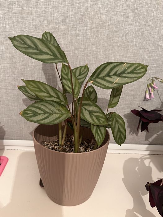 продам комнатные растения