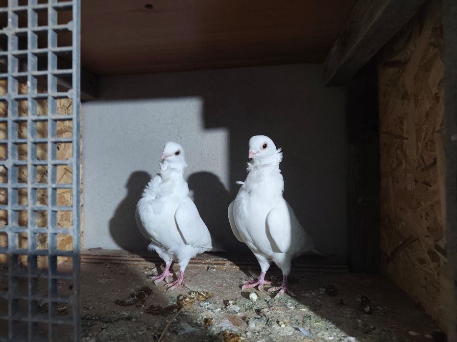 Голуби продаются
