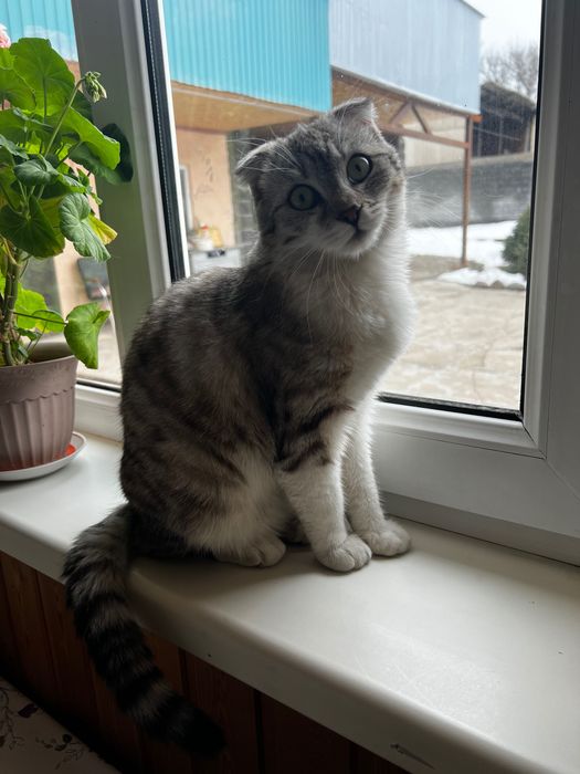 Котята вислоухие