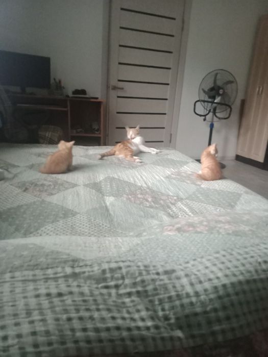 Котята 1,5 месяца, рыжие.