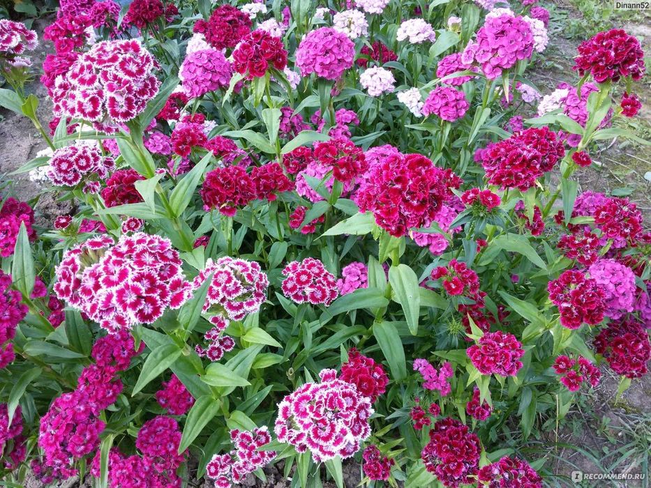 Цветы многолетние