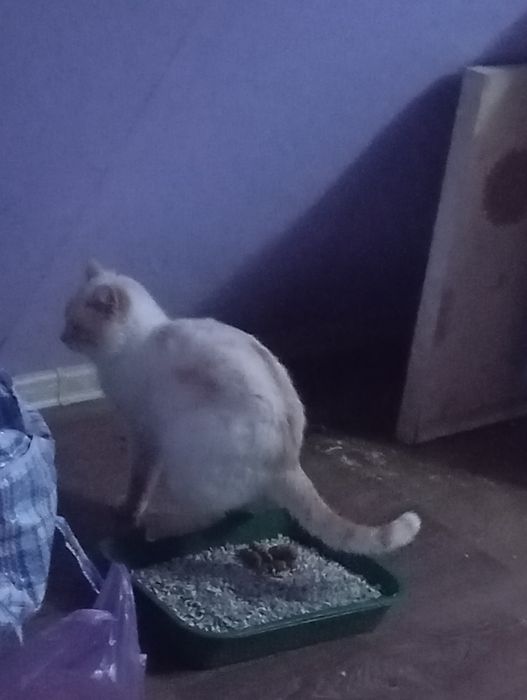 Кот породистый спасенный